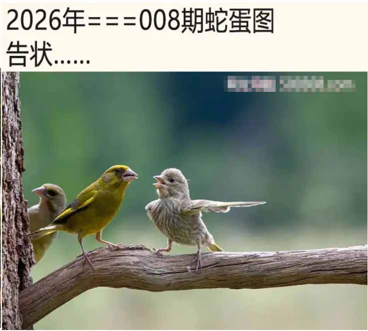008期另版蛇蛋图[图]
